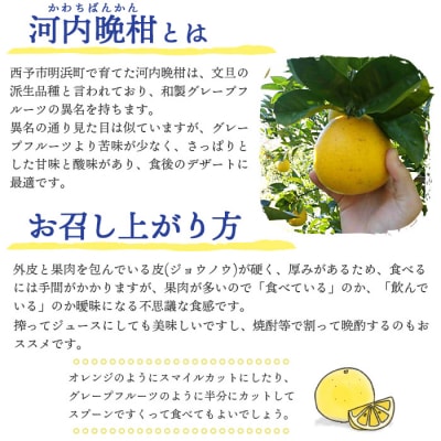 日越農園 愛媛県明浜産 河内晩柑 10kg