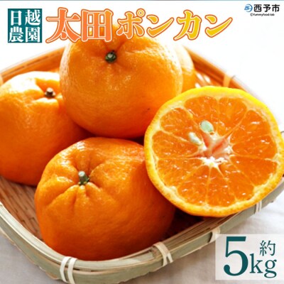 日越農園 愛媛県明浜産 太田ポンカン 5kg