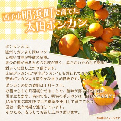 日越農園 愛媛県明浜産 太田ポンカン 5kg