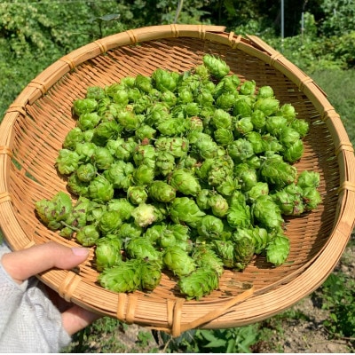 クラフトビール「歌舞伎歌舞伎NUIDOU」「佐井の夕陽エール」330ml×各3本
