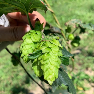 クラフトビール「歌舞伎歌舞伎NUIDOU」「佐井の夕陽エール」330ml×各3本