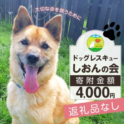 【野犬の保護】浜中町「ドッグレスキューしおんの会」寄附4000円返礼品なし_H0039-004