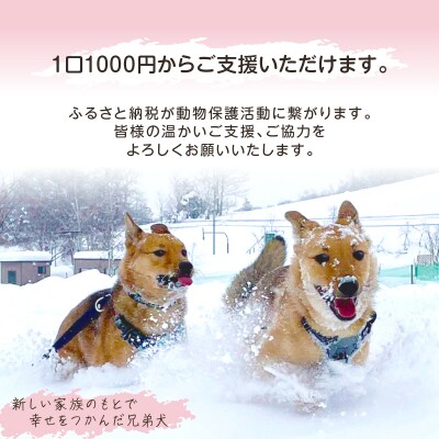 【野犬の保護】浜中町「ドッグレスキューしおんの会」寄附30000円返礼品なし_H0039-007
