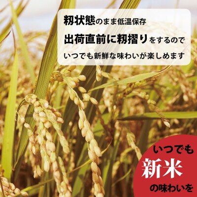 【令和7年産】定期便 無洗米 11kg 3回 籾貯蔵今摺米きたくりん【A-007】