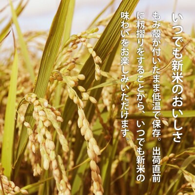 【令和7年産】定期便 無洗米 11kg 12回 籾貯蔵今摺米きたくりん 【A-009】