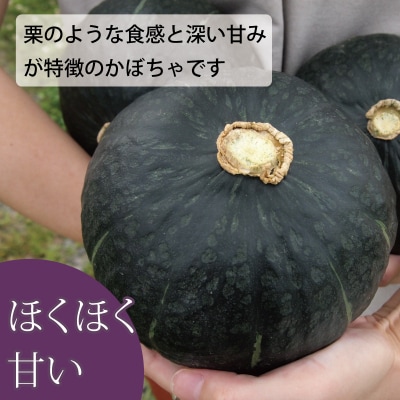 【2026年産先行受付】かぼちゃ10kg阿部ファーム産ダークホース【AE-001】
