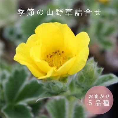 奈良県産 花山椒 約900g 悲しく 山椒の花。