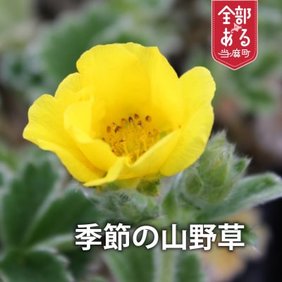山野草5品種セット【AL-001】