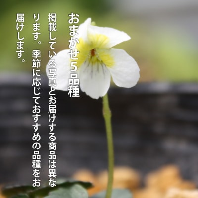 山野草5品種セット【AL-001】