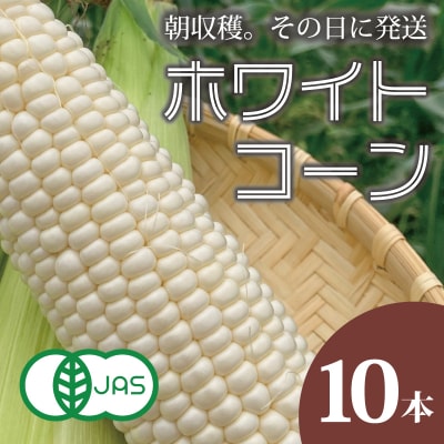 2026年産先行受付　北海道産有機栽培ホワイトコーン【AO-001】