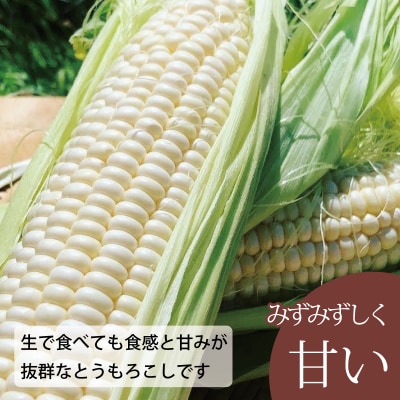 2026年産先行受付　北海道産有機栽培ホワイトコーン【AO-001】
