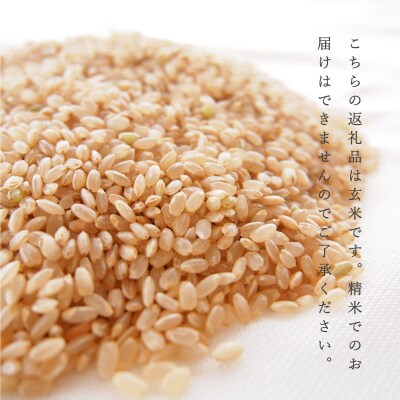 ゆめぴりか玄米 150g【B-009】