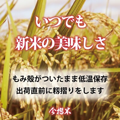 【令和7年産】定期便 無洗米 10kg 3回 籾貯蔵今摺米きたくりん【A-042】
