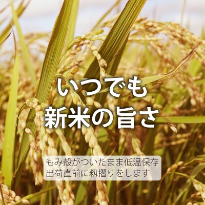 【R7年産】生活応援!価格大幅改定! 無洗米 5kg×3回 籾貯蔵今摺米きたくりん【A-040】