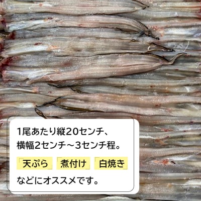 淡路島 穴子開き30尾　an07809