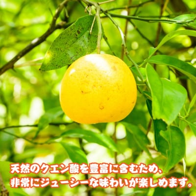 淡路島産　淡路島なるとオレンジ　4kg　as02018
