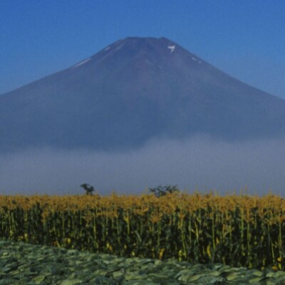 【ふるさと納税】湧水育ちの乳酸菌でつくったとうもろこしドリンク