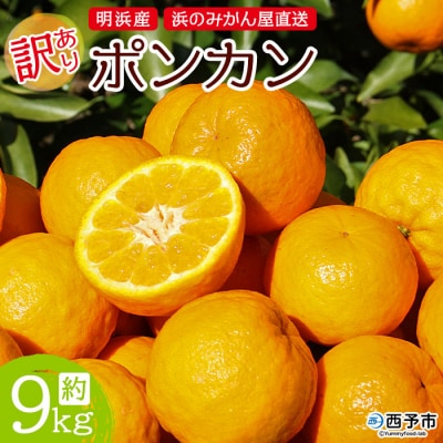 <明浜産 浜のみかん屋直送 ポンカン 訳あり(9kg)>　柑橘　果物　フルーツ　西予市