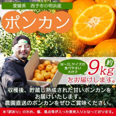 <明浜産 浜のみかん屋直送 ポンカン 訳あり(9kg)>　柑橘　果物　フルーツ　西予市