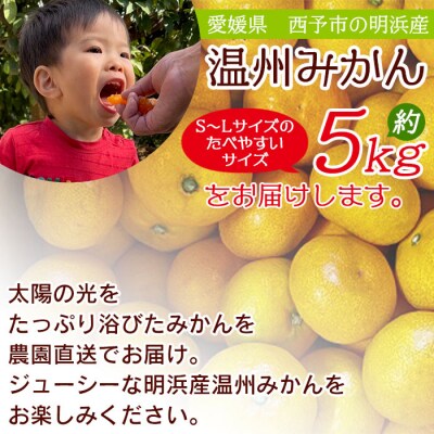 明浜産 浜のみかん屋直送 温州みかん 贈答用(5kg)