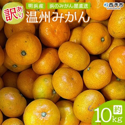 明浜産 浜のみかん屋直送 温州みかん 訳あり(10kg)