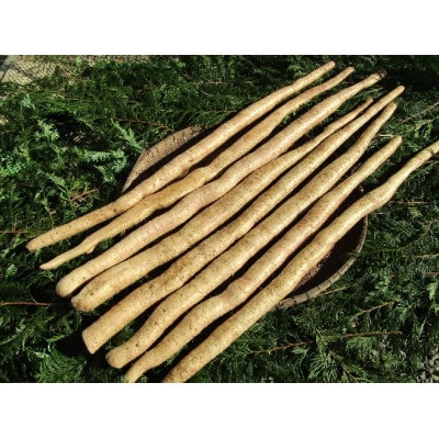 清川村特産　きよかわ自然薯800(約800g)本数おまかせ