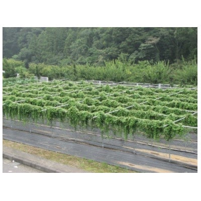 清川村特産　きよかわ自然薯1200(約1.2kg)本数おまかせ