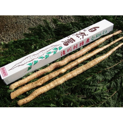 清川村特産　きよかわ自然薯1600(約1.6kg)本数おまかせ
