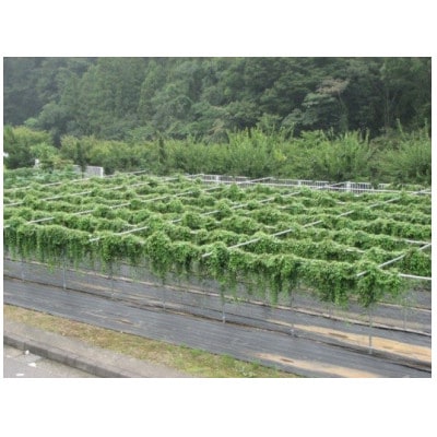 清川村特産　きよかわ自然薯1600(約1.6kg)本数おまかせ
