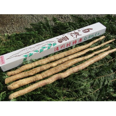 清川村特産　きよかわ自然薯2000(約2kg)本数おまかせ