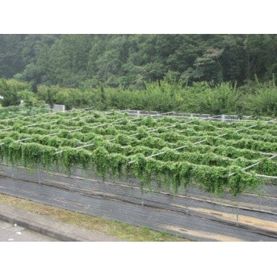 清川村特産　きよかわ自然薯2000(約2kg)本数おまかせ