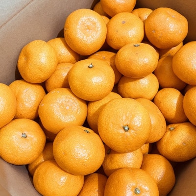【産直】和歌山下津みかん約5kg(SサイズまたはMサイズのいずれかをお届け・秀品)(日高町)