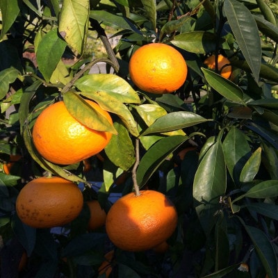 2026年4月より発送予定【希少柑橘】和歌山産　なつみ約5kg(S～2Lサイズおまかせ)【日高町】