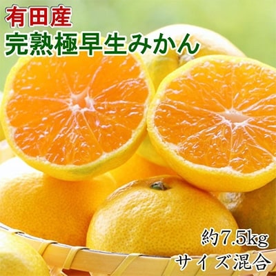 【手選別】紀州有田の完熟極早生みかん約7.5kg(サイズ混合) (日高町)