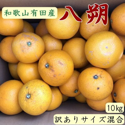 【手選果・訳あり】有田産の八朔約10kg(サイズ混合)【日高町】