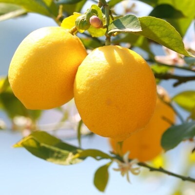 【産直】和歌山産レモン約3kg(サイズ混合)【日高町】