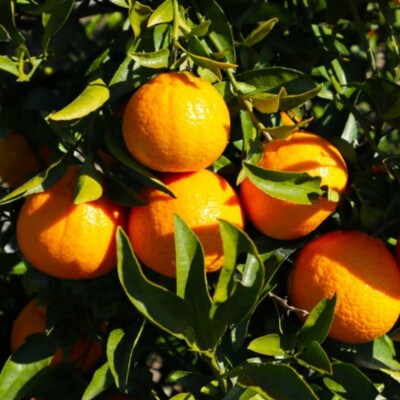 【濃厚春柑橘】有田産不知火約4kg(10玉～18玉おまかせ)　(日高町)