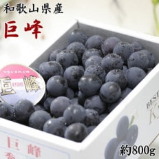 【新鮮・産直】和歌山県産紀の川のカット巨峰約800g　(日高町)