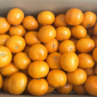 【秀優混合品】和歌山下津みかん約5kg(サイズ混合)(日高町)