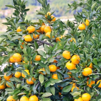 【秀優混合品】和歌山下津みかん約5kg(サイズ混合)(日高町)