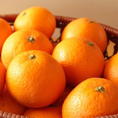 【濃厚】有田産清見オレンジ約5kg(M～3Lサイズおまかせ)(日高町)
