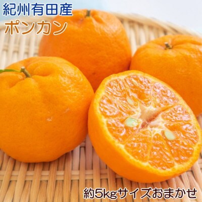 [濃厚・春みかん]有田産ポンカン約5kg(サイズおまかせ)(日高町)