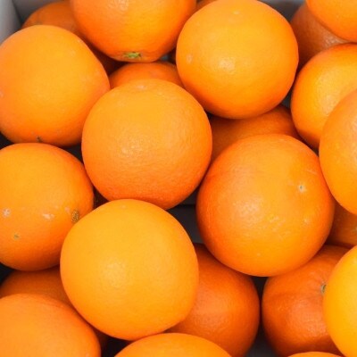 【希少・高級柑橘】国産濃厚ブラッドオレンジ「タロッコ種」約5kg(日高町)
