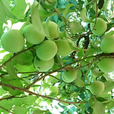 【和歌山名産】南高梅約3kg(サイズ混合)(日高町)