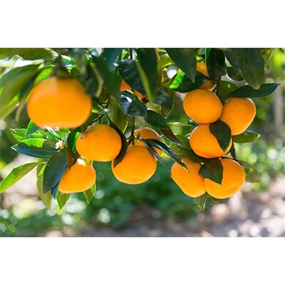 「農家直送」紀州有田みかん約5kg (S～Lサイズおまかせ)(日高町)