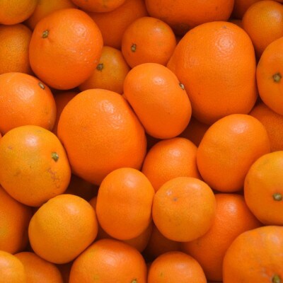 「農園直送」有田の旬の食べごろみかん約10kg(サイズ混合)(日高町)