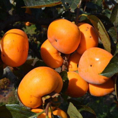 【秋の味覚】和歌山産のたねなし柿約7.5kgご家庭用　(日高町)