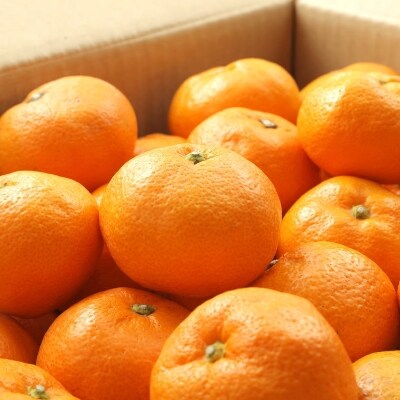 【ブランドみかん】田村みかん約5kg(2Sサイズ・秀品)【日高町】