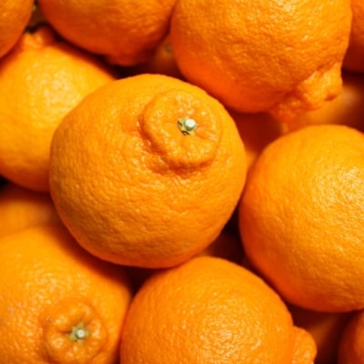 【お味濃厚】紀州有田産の大玉デコポン約5kg(12玉～18玉入り)(日高町)