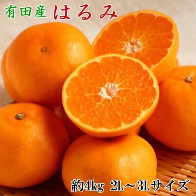 【厳選・濃厚】紀州有田産のはるみ約4kg(サイズおまかせ)(日高町)